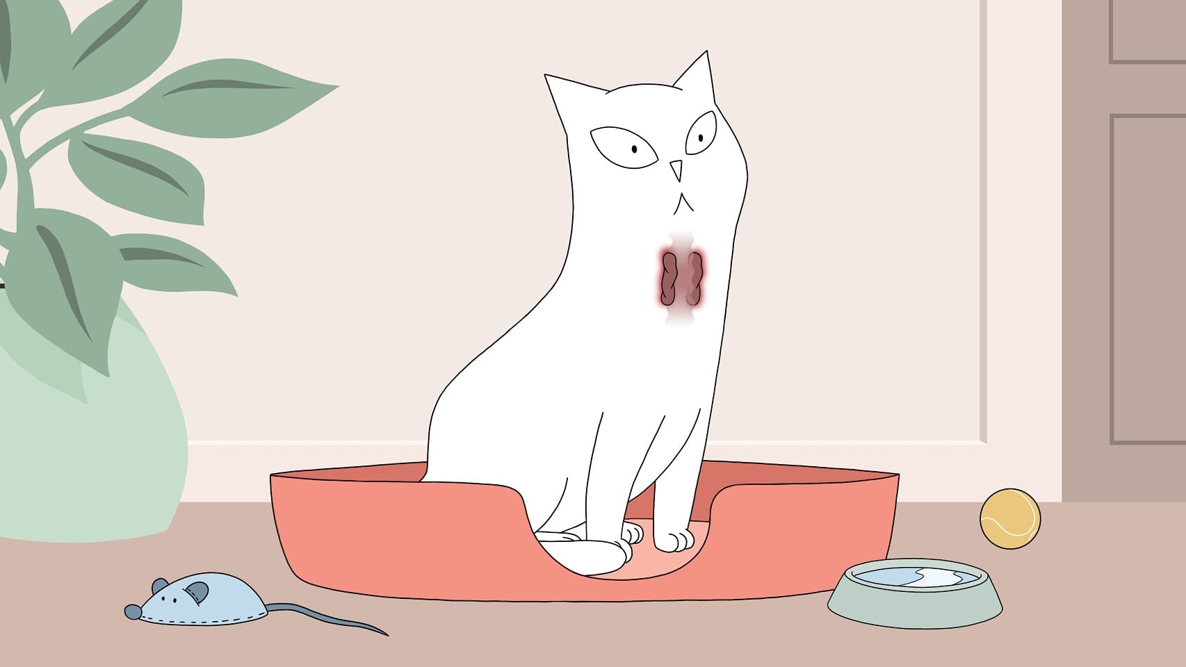 Katze mit Hyperthyreose aufgrund von Bluthochdruck oder hohem Blutdruck