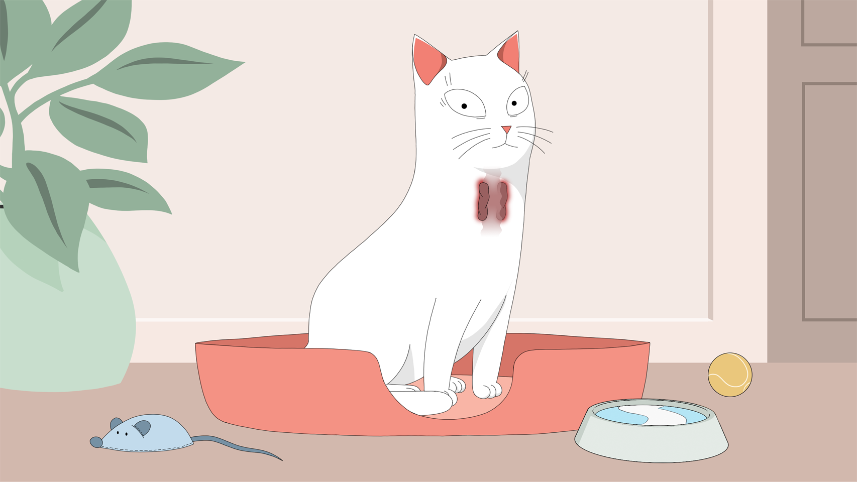 cat with hyperthyroidism due to hypertension or high blood pressure