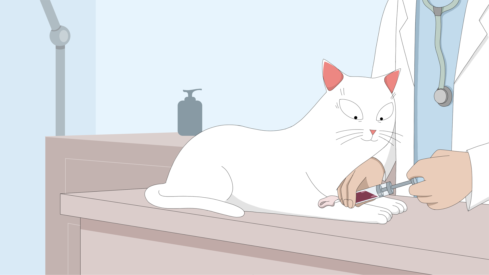 veterinarian takes blood from a cat for analysis
