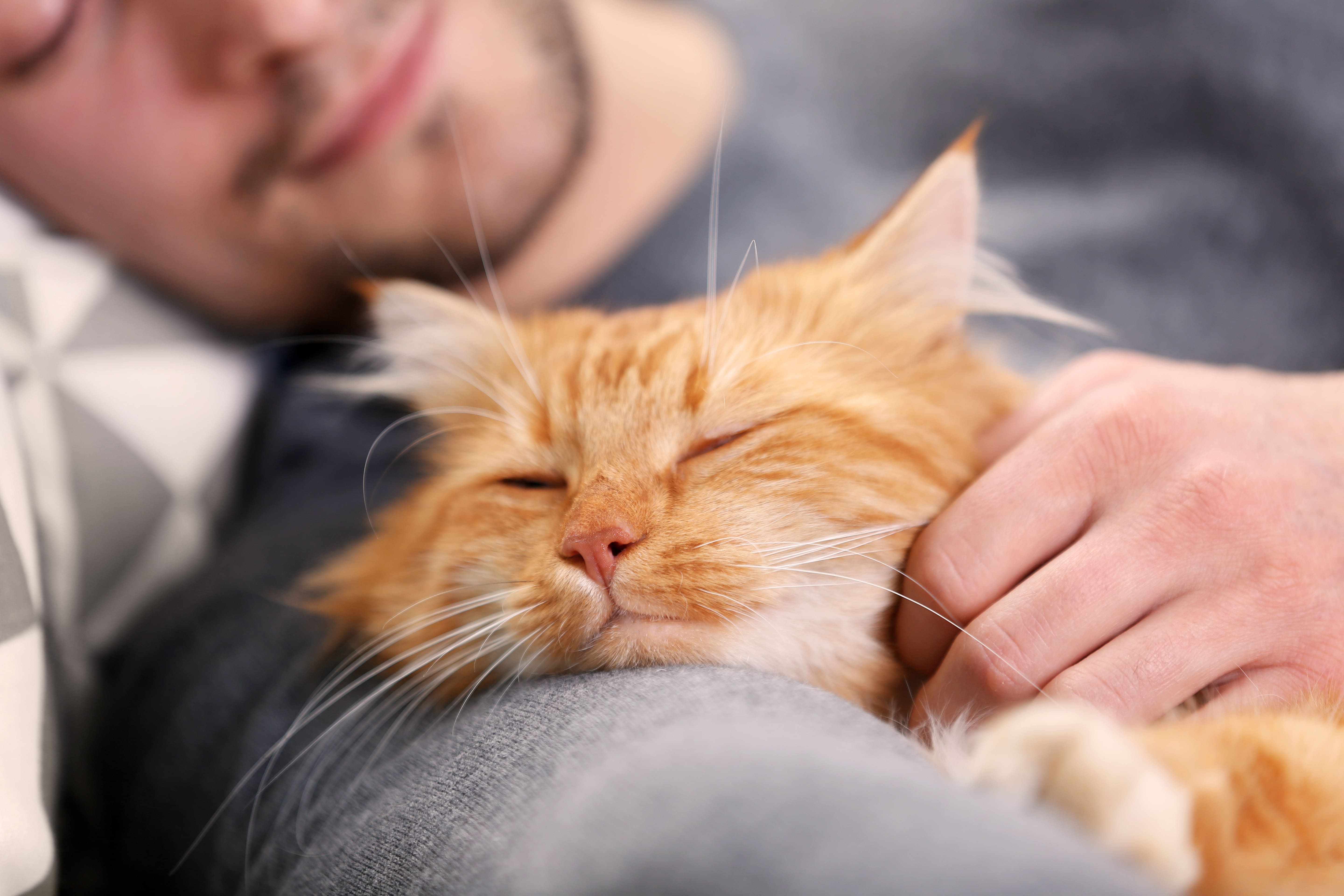 cat-human bond