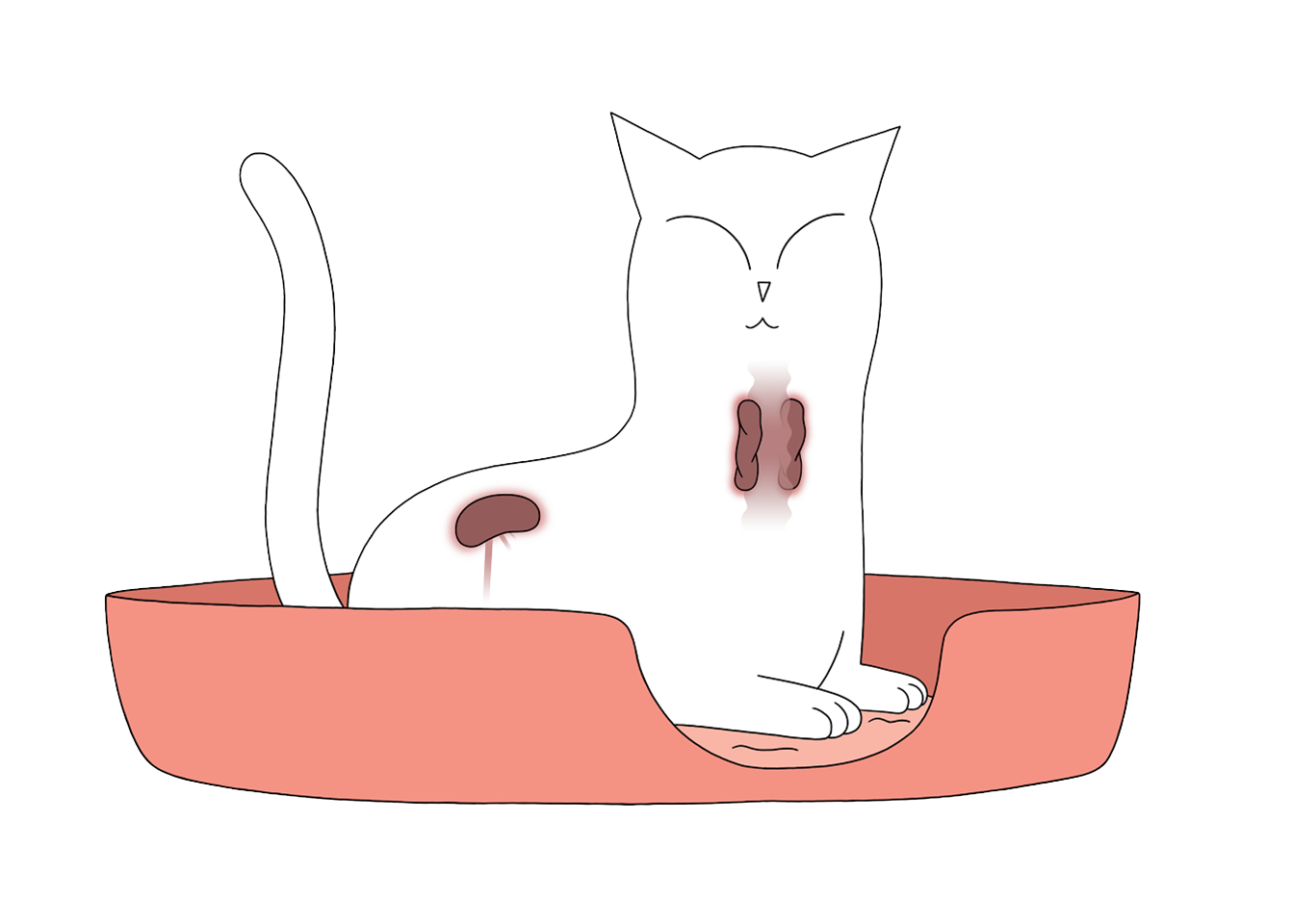 Katte hvor skjoldbruskkirtlen og nyrerne er illustreret. Disse kan være koblet sammen med forhøjet blodtryk (hypertension)