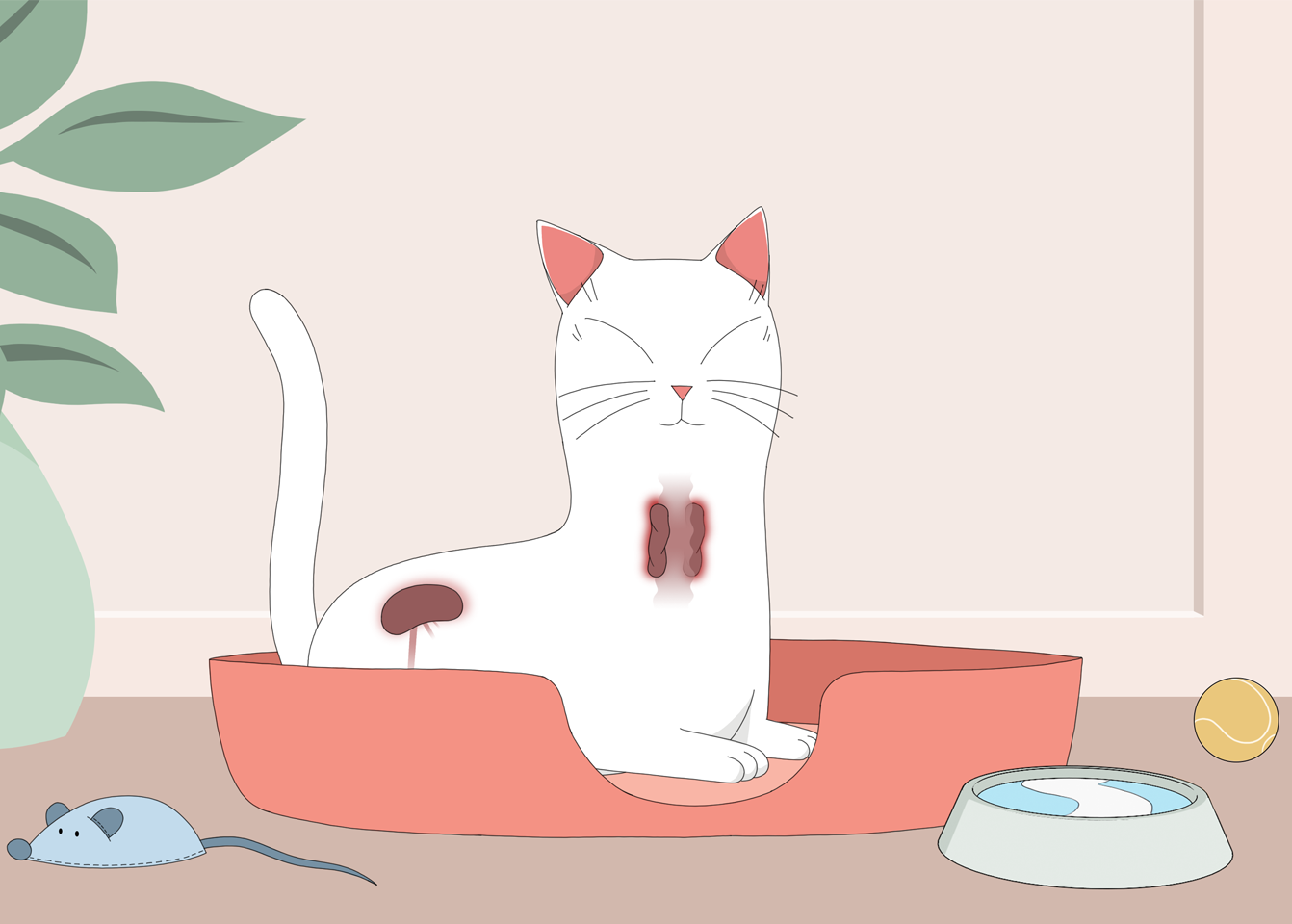Cat with thyroid gland and kidney to illustrate hypertension