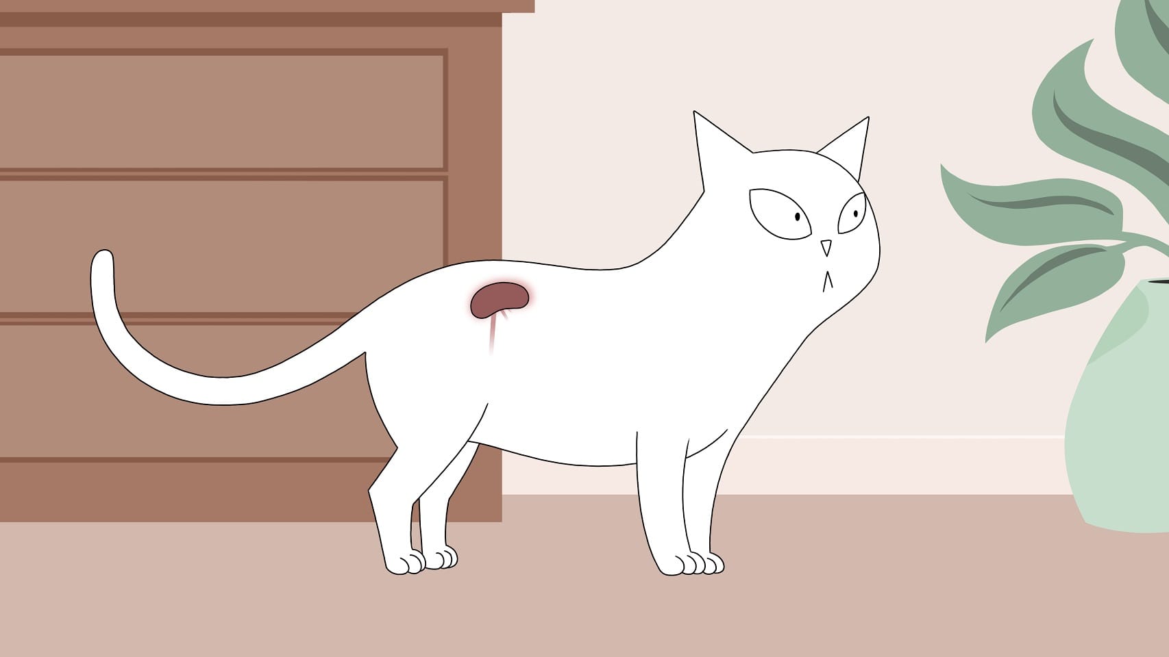 cat with chronic kidney disease due to hypertension or high blood pressure