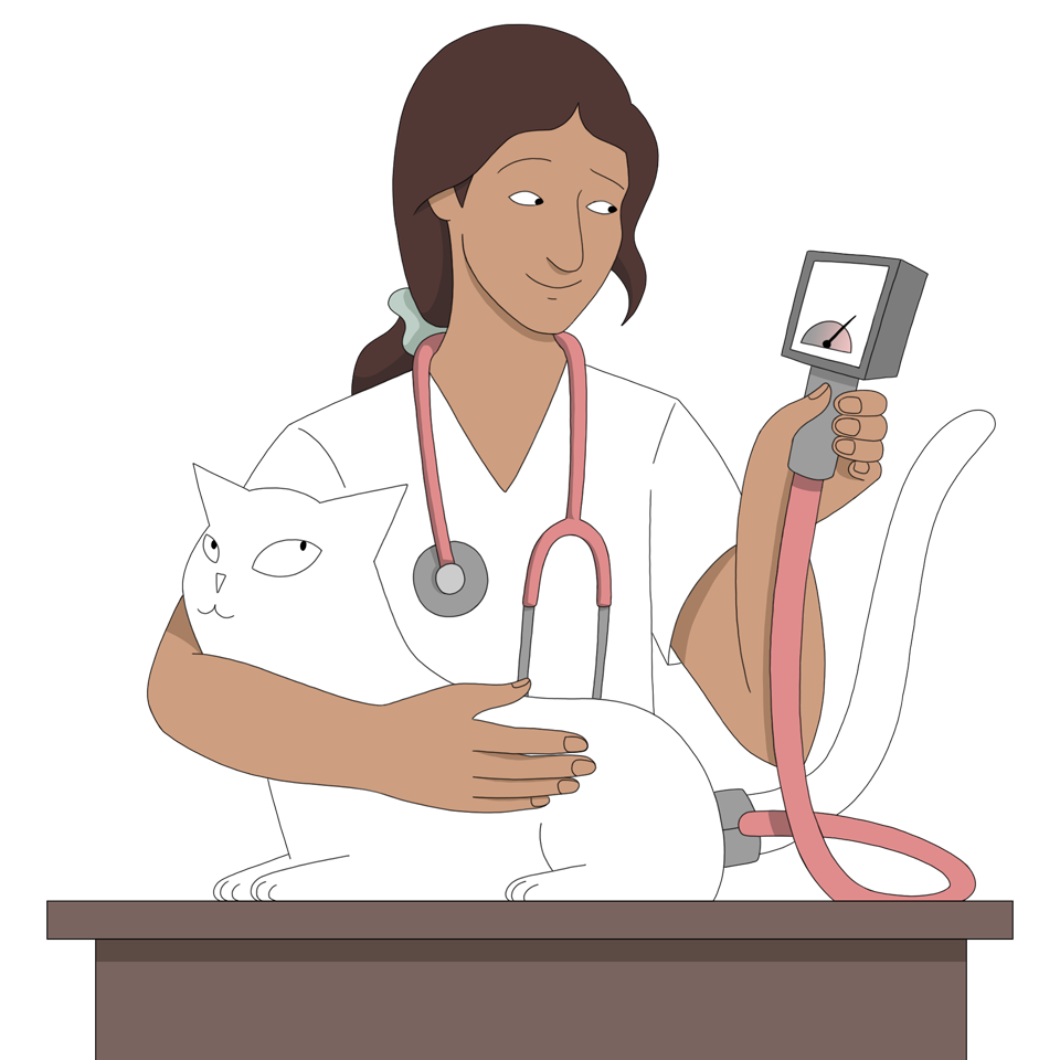El veterinario mide la presión arterial para prevenir la hipertensión relacionada con el hipertiroidismo y la enfermedad renal crónica (ERC)