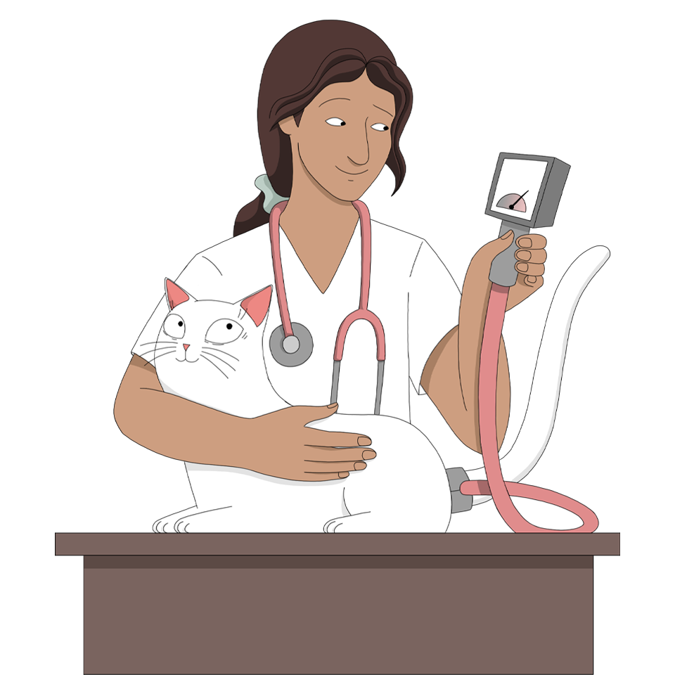 veterinarian measures cat's blood pressure to prevent hypertension or high blood pressure due to CKD and hyperthyroidism