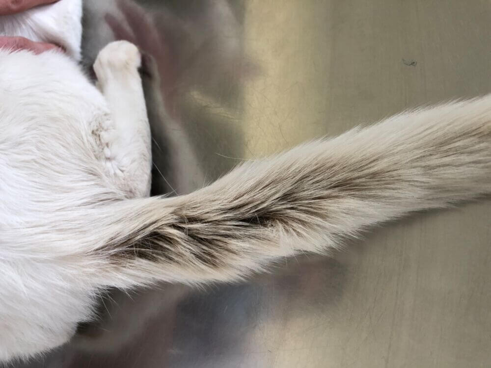 Cat’s fur feel greasy Oily cat fur Your Cat's Skin Douxo S3 UK