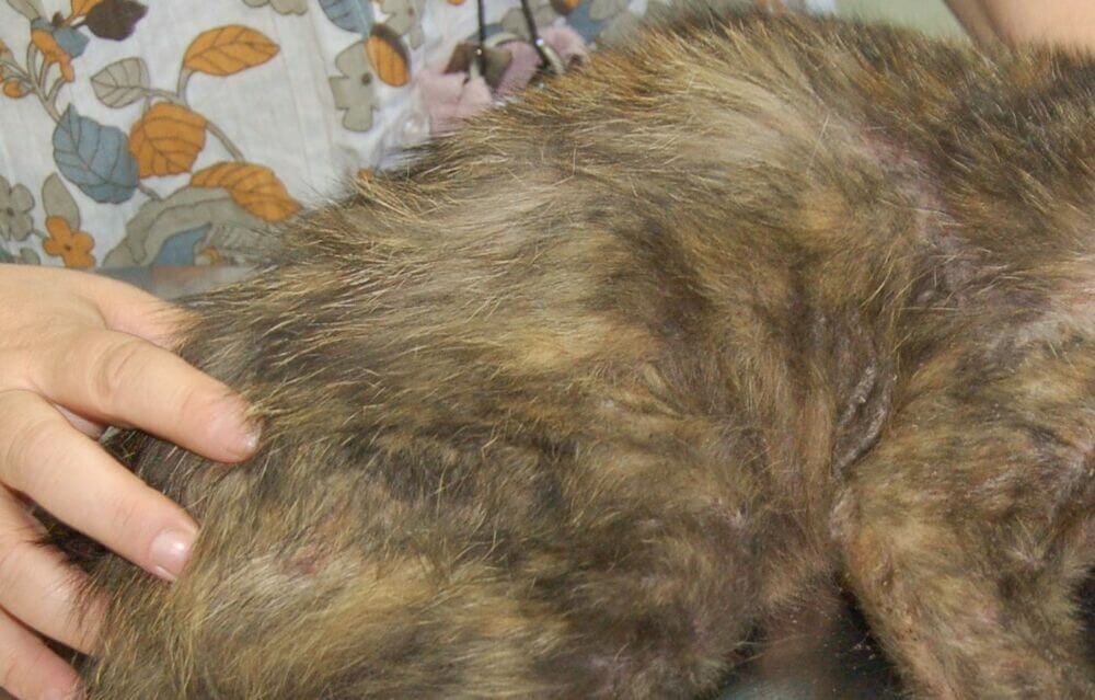 Cat’s fur feel greasy Oily cat fur Your Cat's Skin Douxo S3 UK