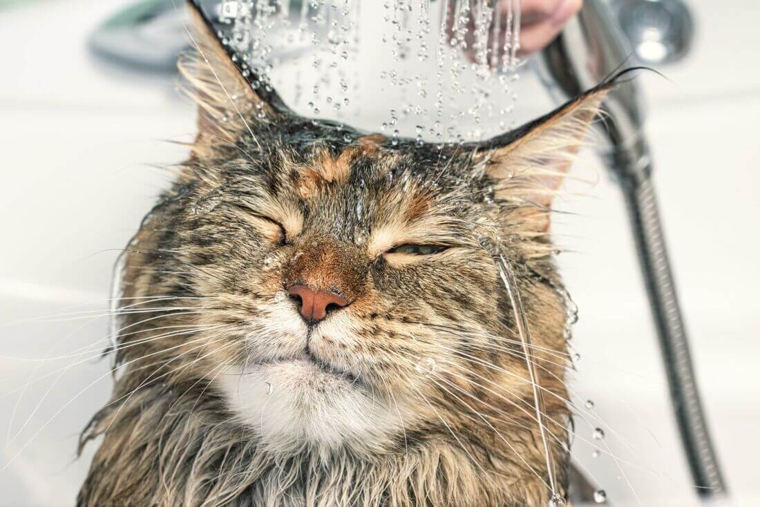 Bathing hot sale a cat