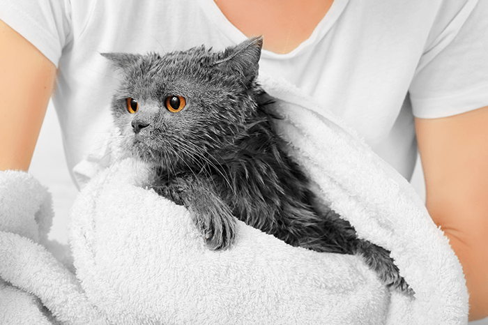 cat bath towel