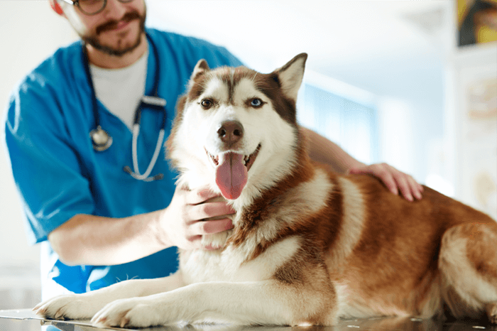 Tips-dog-vet-01-DOUXOS3