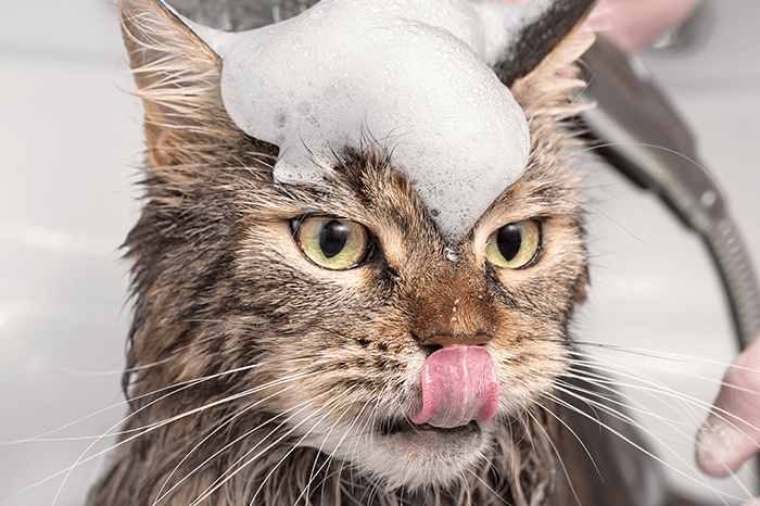 cat bath shampoo