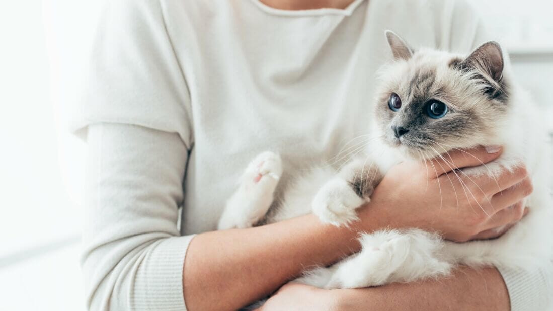 cat-human bond