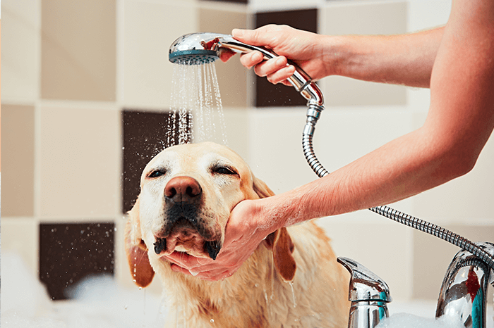 Bathing a dog