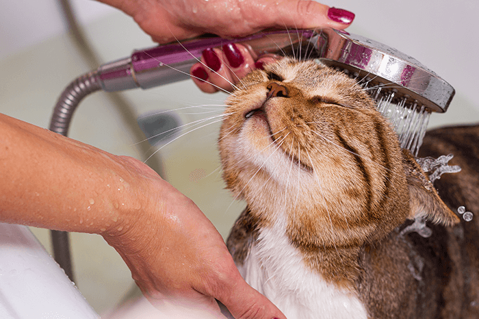 cat bath water