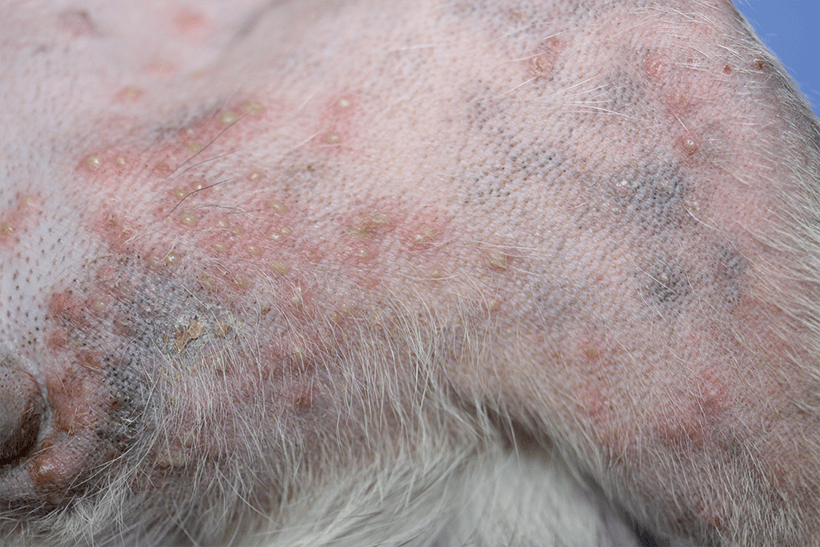 Bacterial Skin Infection in Dogs Pyodermas Your Dog's Skin Douxo S3 UK