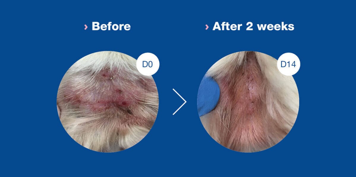 DOUXO S3 CALM Pads For dogs & cats with itchy, sensitive skin