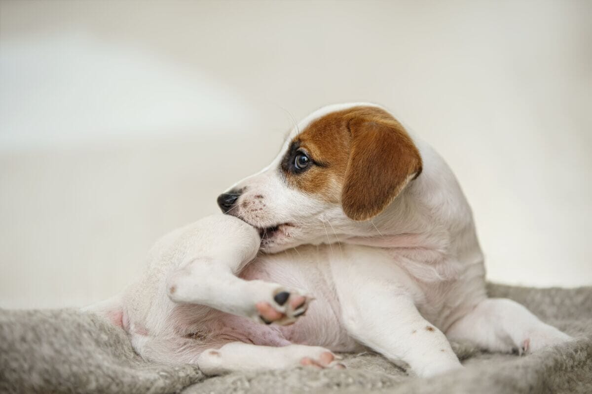 Dog itchy Skin Your Dog keeps scratching Your Dog's Skin Douxo S3 UK