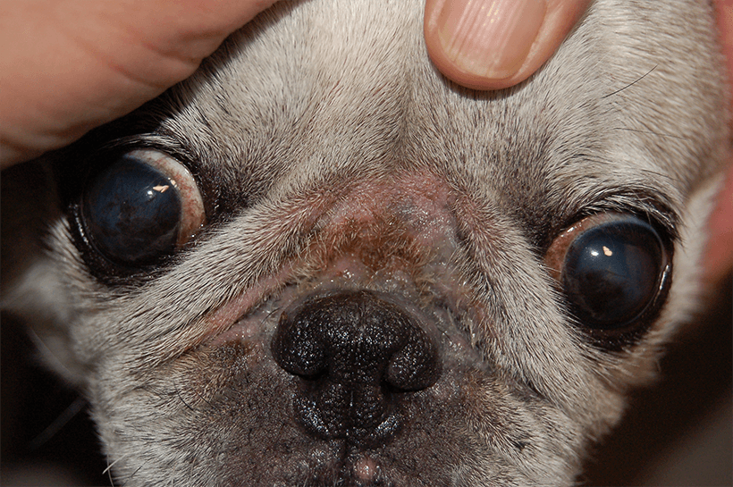 Bakterielle hudinfektioner hos hunde | Pet Skin Care