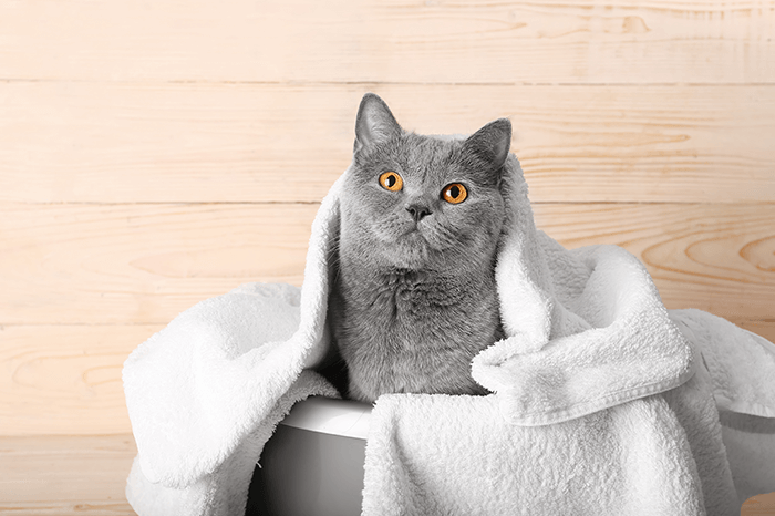 Curated visual reference: Visual Reference: Bathing Your Cat Why How And When Ear Skin Care