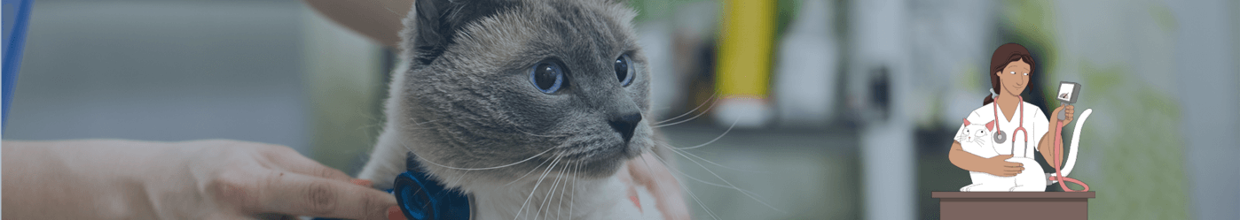 If you have questions about feline high blood pressure and related diseases, contact us!