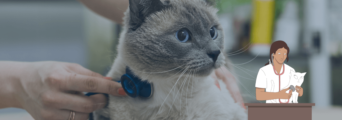 Alles over: hoge bloeddruk - hypertensie bij katten - chronische nierziekte - Mercury Challenge