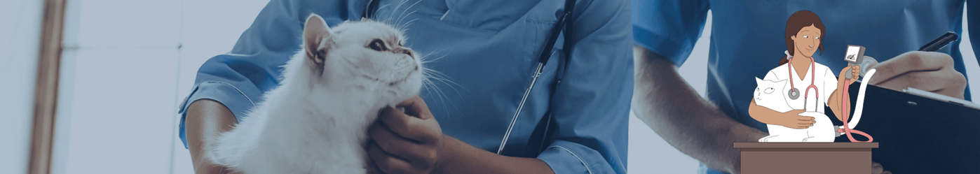 Az állatorvos méréssel azonosítja a macska magas vérnyomását és segít a kapcsolódó betegségek kezelésében.