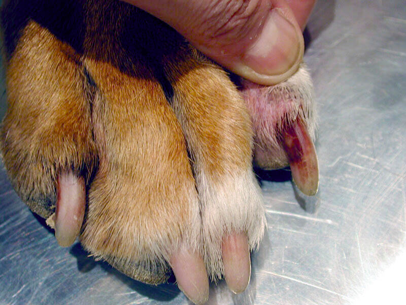 Dog nail 2024 bed infection pictures