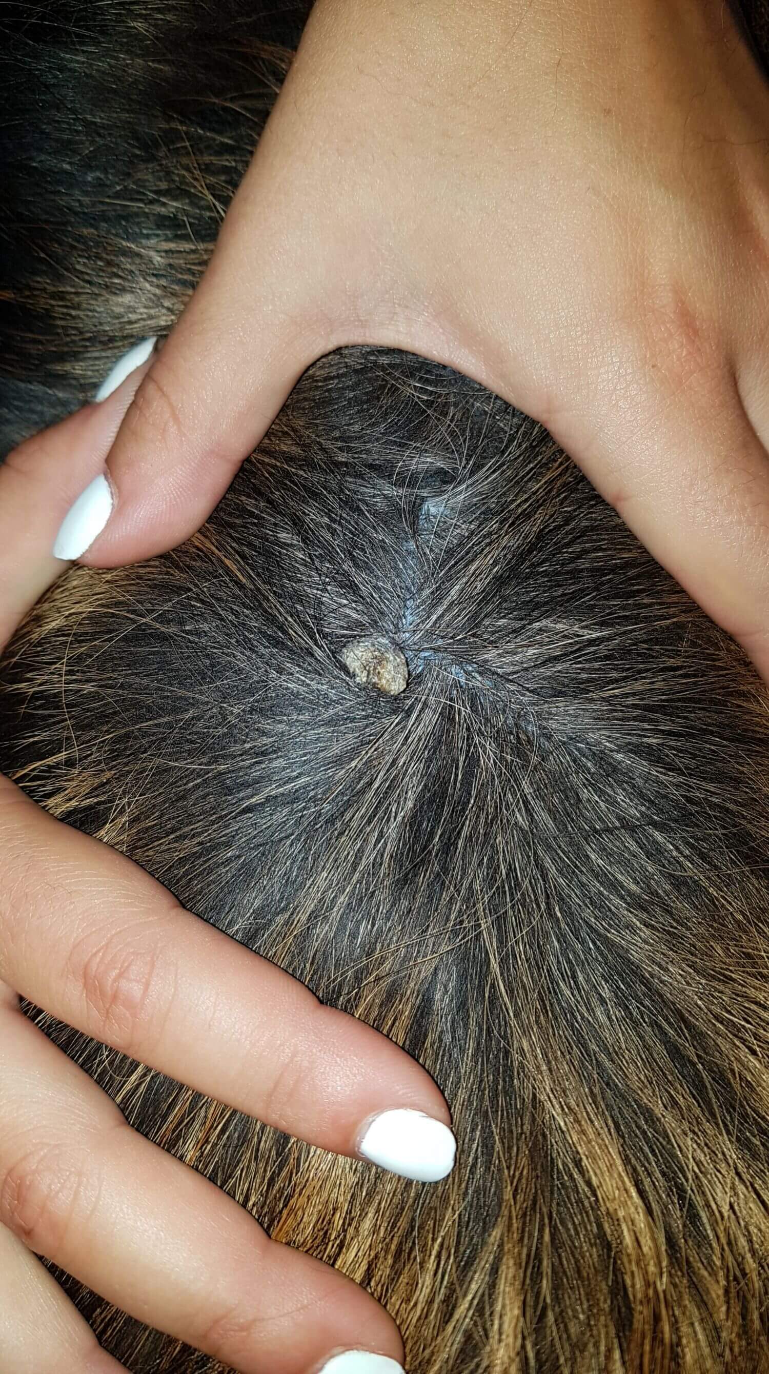 dog follicular cyst