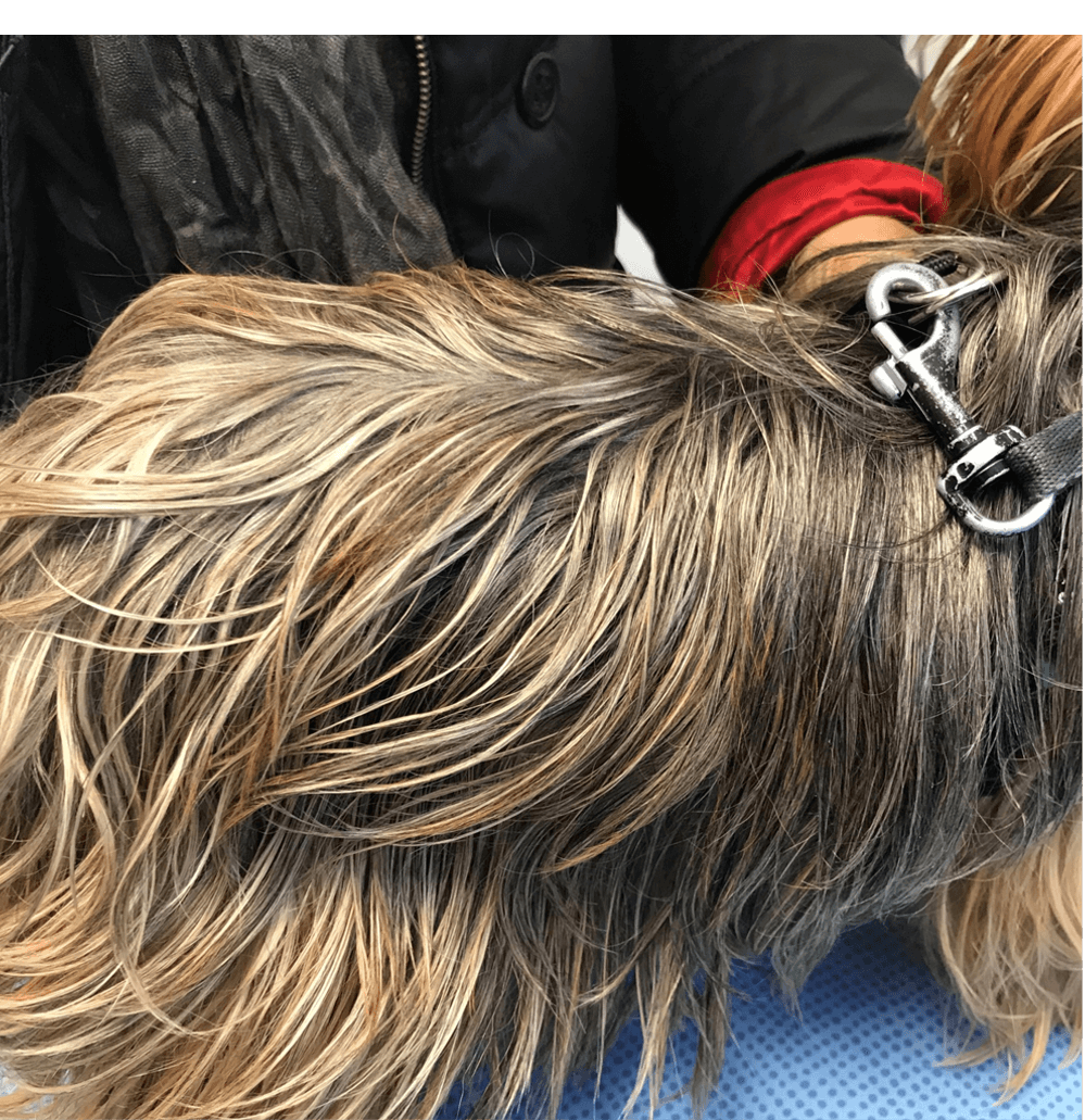 oily coat in a dog - seborrhea