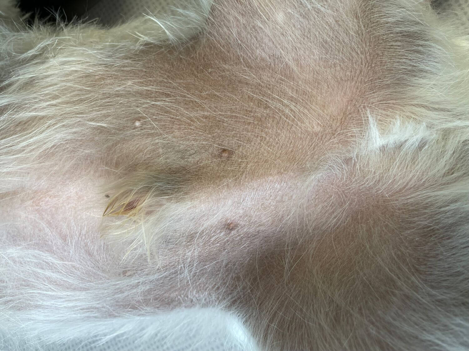 Hypermigmentation in a dog - black spot