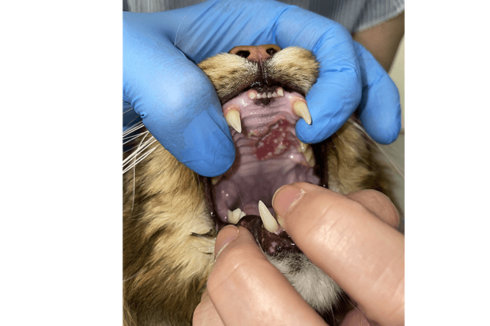 cat eosinophilic granuloma - cat allergies