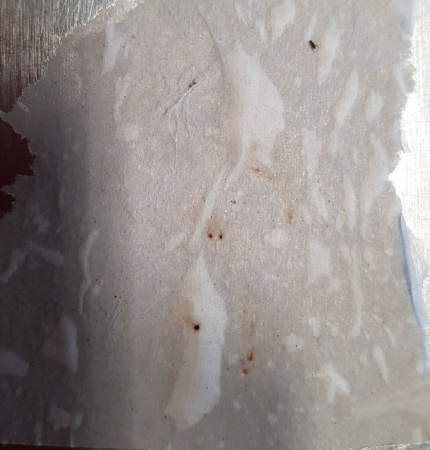 flea faeces white paper test