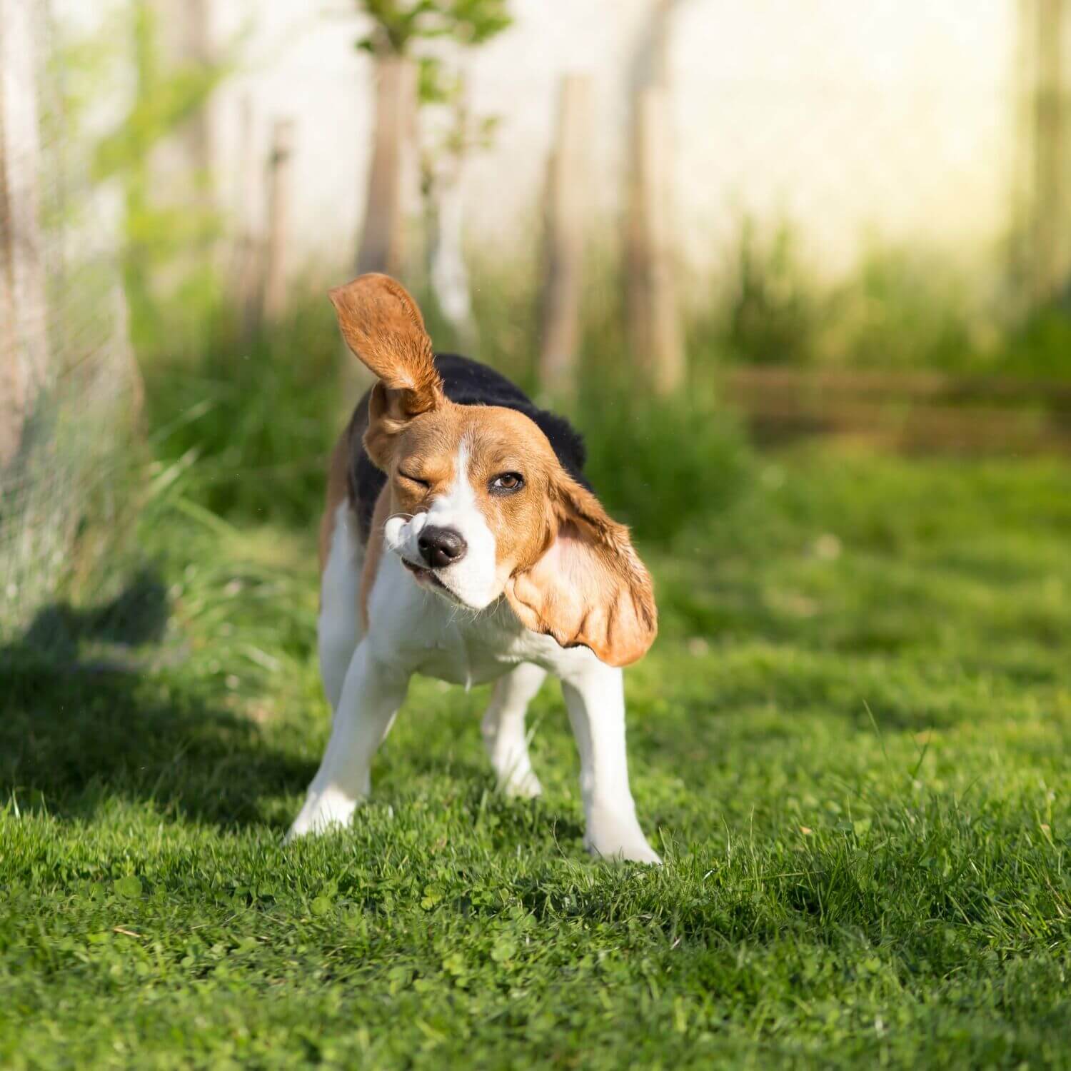 prurito-alle-orecchie-nei-cani-orecchie-da-masticare-per-cani-la