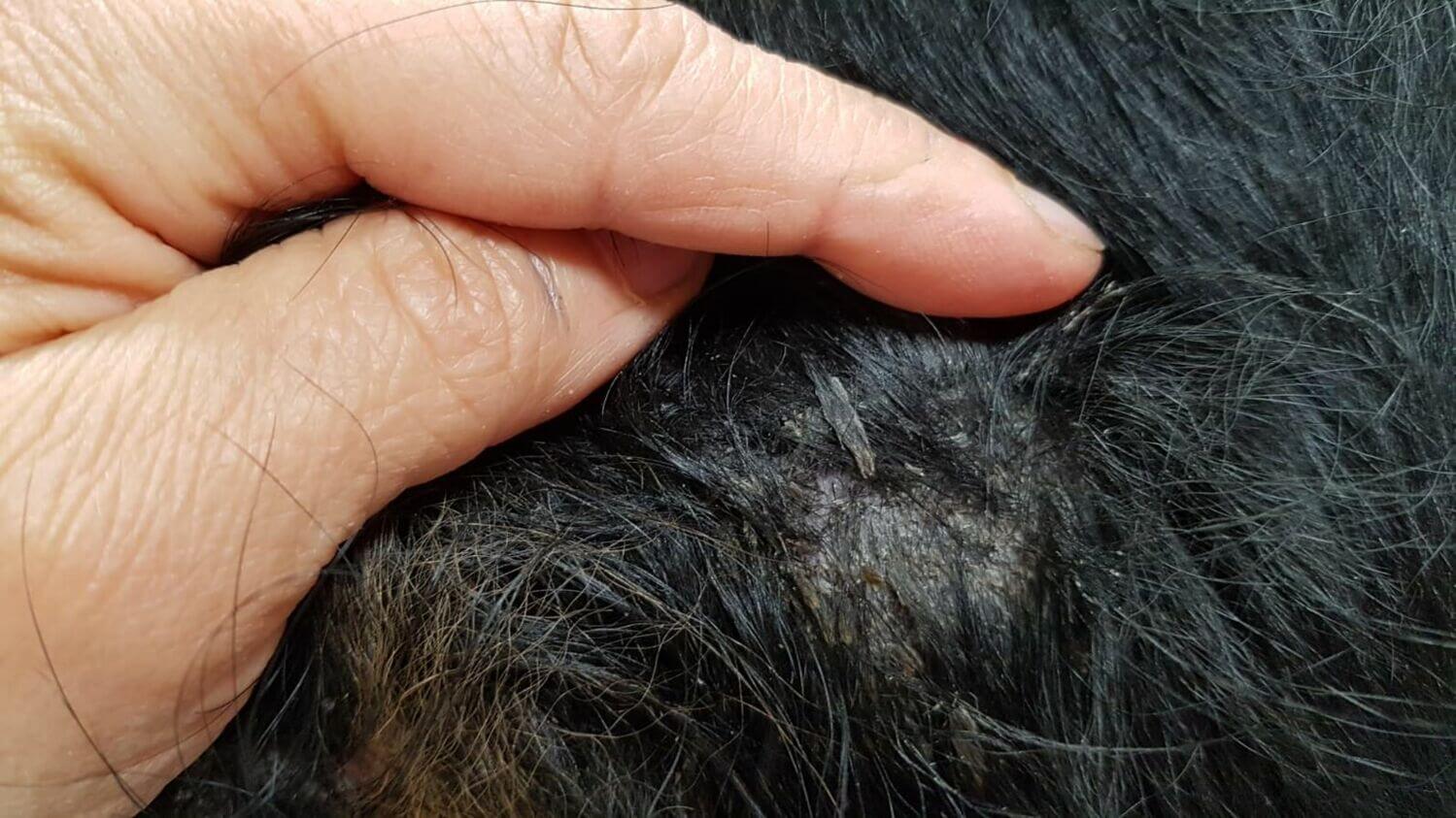 Dog dry skin store patches hair loss