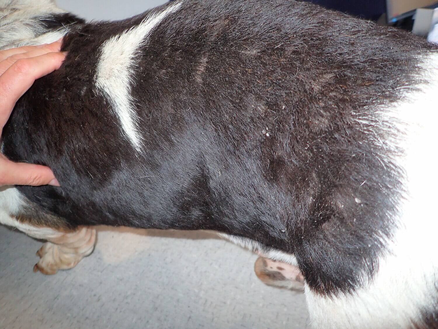 Dry skin on dogs 2024 back