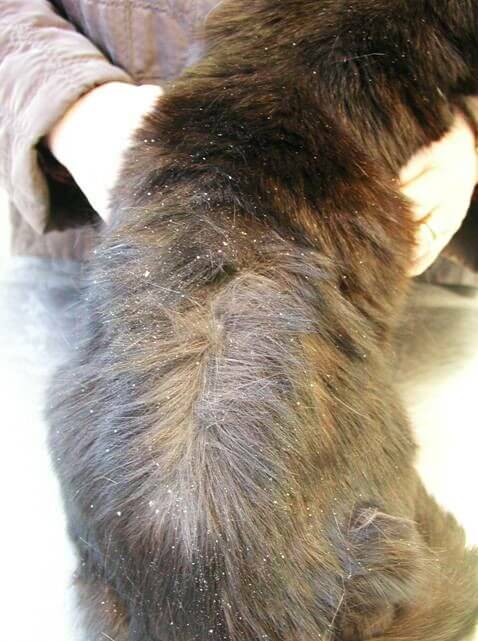 cat dandruff