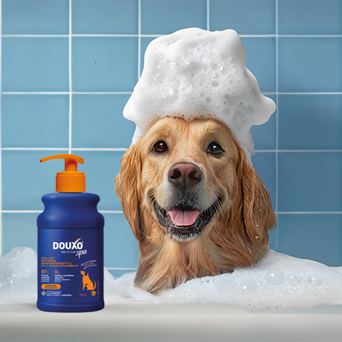 hond in bad met shampoo douxo spa