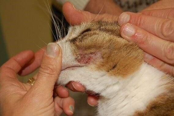 Les problèmes de peau les plus courants chez les chats - La peau ...