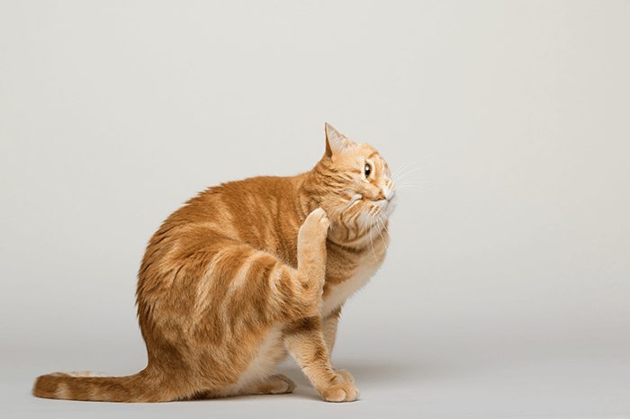 Зуд кожи у кошки - Кошка чешется - Кожа вашей кошки - Дуксо S3 RU