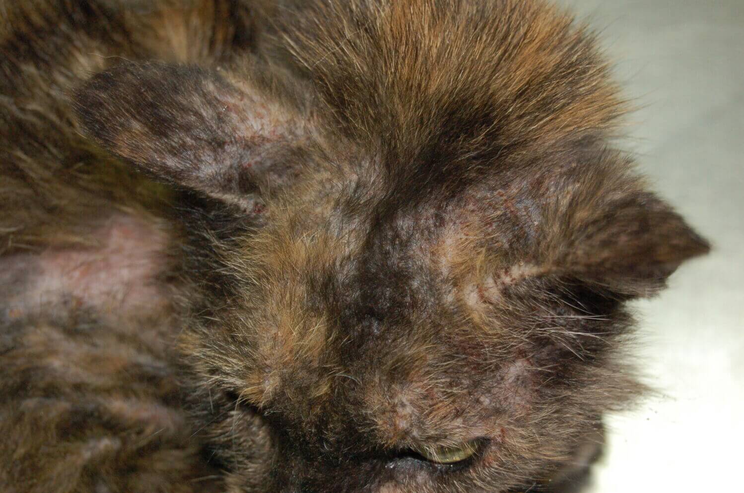 Malassezia macskában- bőrfertőzések