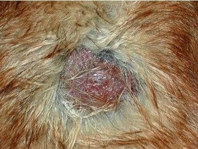 Hot spots in dogs Your Dog s Skin Douxo S3 UK