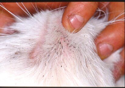 Feline acne