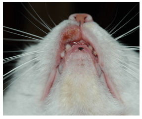 язва на губе у кошки - аллергия у кошки