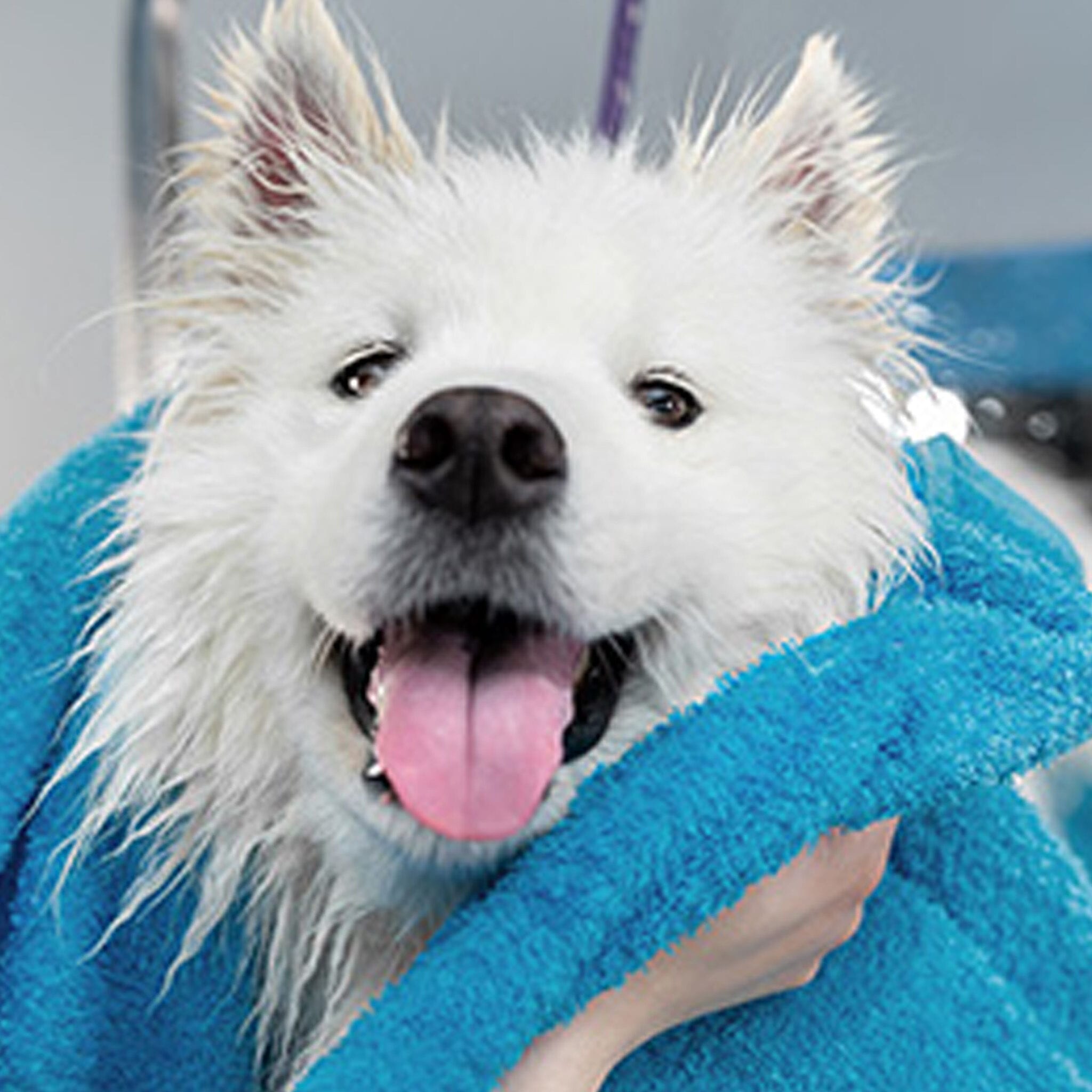 witte hond in blauwe handdoek