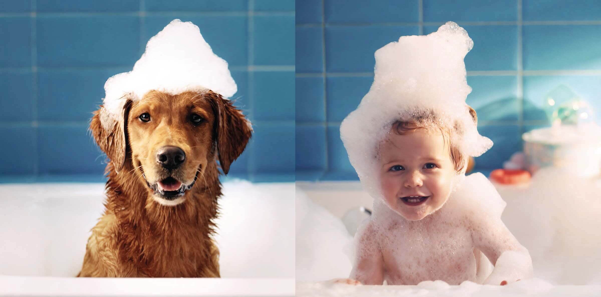 human - pets