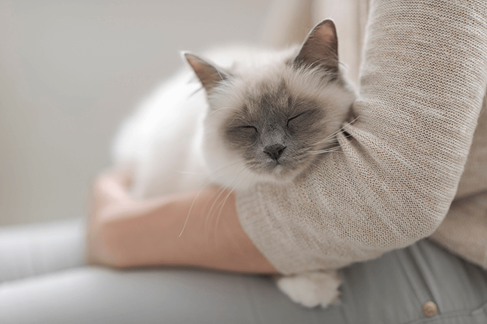 Аллергия у кошек - Кожа вашей кошки - Дуксо S3 RU