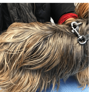 oily coat in a dog - seborrhea