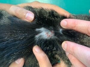 cat miliary dermatitis