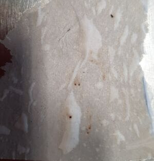 flea faeces white paper test