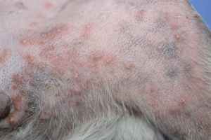 Dog folliculitis outlet treatment